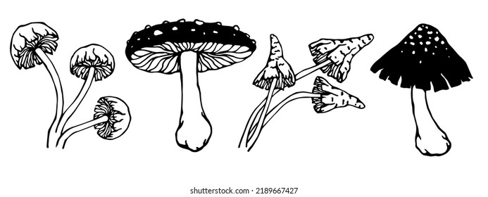 Collection of sketches of different toadstools, fly agaric.Vector graphics.