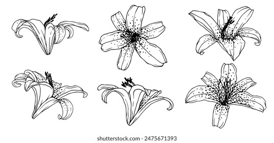 Collection of sketches, outlines of flowers and lily buds. Vector graphics.