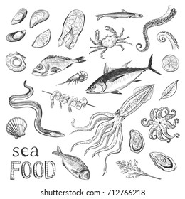 Collection of sketches sea food. Hand drawings of fish and sea delicacies isolated on white background