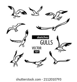 collection of sketches with seagulls: 
black contour drawings on a white background, vector