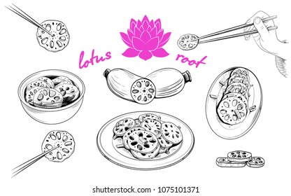 A collection of sketches of a variety food with the lotus root.Vector drawings of Asian food in vintage style.Fresh lotus root, soup, salad, hand with chopsticks.