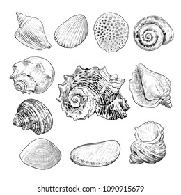 
A collection of sketches of various sea shells. Hand-drawn vector illustration in vintage style.Isolated drawings with imitation of engraving.
