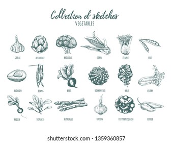 Collection of sketches of vegetables. Hand drawing. Set of vegetables vector illustration