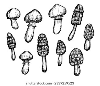 Collection of sketches of wild mushrooms. Hand-drawn food items. Outline on white background. Vector sketch illustration