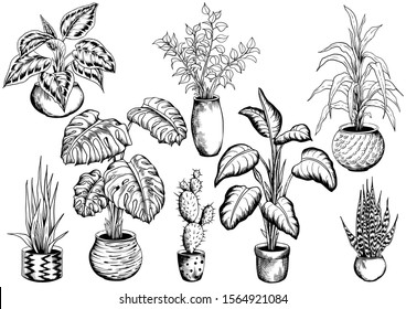 Collection of sketchy houseplants. Hand drawn black and white vector illustration.