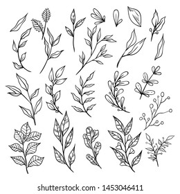 Collection of Sketchy Vintage Branches With Leaves on White Background. Decorative Elements for Decoration