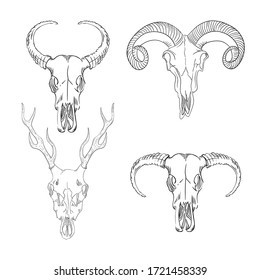 Collection of skulls of wild animals western mystical. bohemian head, western vintage animal.