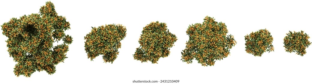 collection of Smooth Leaf Quandong trees beautiful isolated on white background from top view