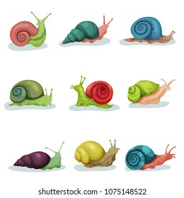Collection of snails of different shell colours vector Illustrations isolated on a white background
