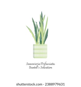 Collection of snake plants color flat vector. Color illustration of Sansevieria Trifasciata Bantel's Sensation. Mother-in-Laws Tongue. Indoor plants.
