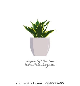 Collection of snake plants color lat vector. Color illustration of Sansevieria Trifasciata Hahnii Jade Marginata. Mother-in-Laws Tongue. Interior Plants.