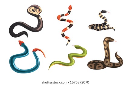 Collection of Snakes, Poisonous and Non Toxic Snake Creatures of Different Colors Vector Illustration