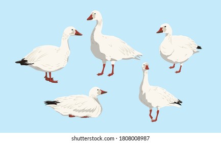 Collection Of Snow Geese. White Arctic Goose Anser Caerulescens. Birds Of The North, Inhabiting Greenland, Alaska, Canada, Siberia And The Arctic. Vector Illustration