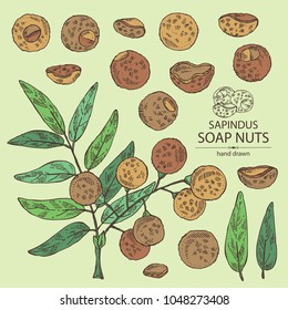 Collection of soap nuts, sapindus: fruit and branch witn nuts and leaves. Vector hand drawn illustration.
