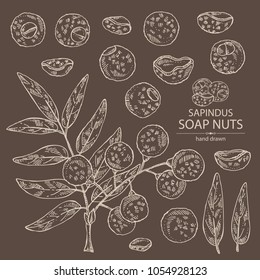 Collection of soap nuts, sapindus: fruit and branch witn nuts and leaves. Vector hand drawn illustration.