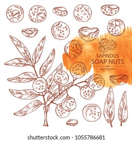 Collection of soap nuts, sapindus: fruit and branch witn nuts and leaves. Vector hand drawn illustration.