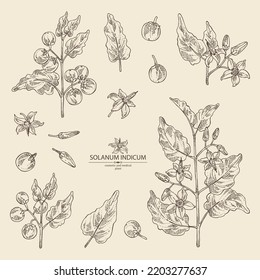 Collection of solanum indicum: brihati plant, leaves, solanum indicum flowers and solanum indicum berries. Brihati. Cosmetic, perfumery and medical plant. Vector hand drawn illustration.