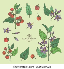 Collection of solanum indicum: brihati plant, leaves, solanum indicum flowers and solanum indicum berries. Brihati. Cosmetic, perfumery and medical plant. Vector hand drawn illustration.