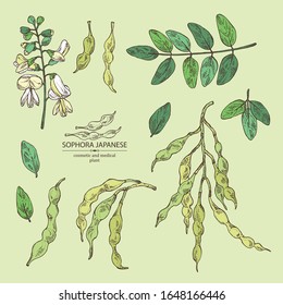 Collection of sophora japonica: branch, flower and pod of sophora japonica. Cosmetic and medical plant. Vector hand drawn illustration.