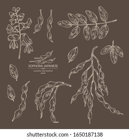 Collection of sophora japonica: branch, flower and pod of sophora japonica. Cosmetic and medical plant. Vector hand drawn illustration.