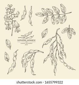 Collection of sophora japonica: branch, flower and pod of sophora japonica. Cosmetic and medical plant. Vector hand drawn illustration.