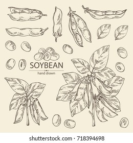 Collection of soybean: plant,  soybean pod and leaves. Vector hand drawn illustration.