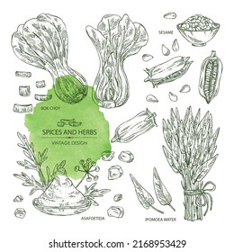 Collection of spices and herbs: bok choy plant , ipomoea water, water spinach, sesame plant and sesame seeds, asafoetida powder. Vector hand drawn illustration. 