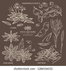 Collection of spices: tamarindus indica, zira, cumin, badyan, star anise and saffron . Vector hand drawn illustration.