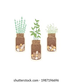 Collection of Spicy herbs in a jar, vector isolated icons. Home balcony seedlings, growing herbs at home, home garden. Gardening vector element potted plant, sprouted greens.