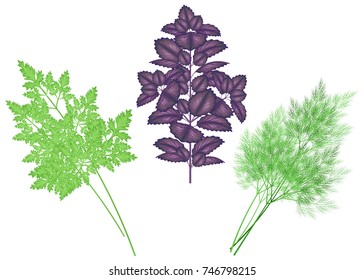 A collection of spicy herbs. Parsley, basil and dill are necessary for cooking. The source of vitamins and nutrients. Vector illustration