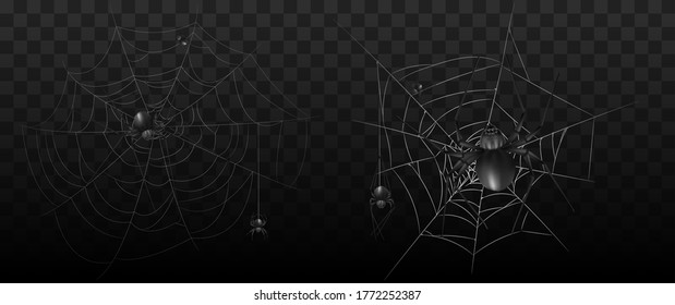 Colección de araña, telaraña, aislada sobre fondo negro y transparente. Spiderweb para el diseño de Halloween. Elementos web araña, decoración espeluznante, aterradora, horror de halloween. Silueta dibujada a mano, esquisto vectorial