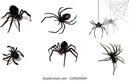 Collection of spiders isolated on white. Halloween decoration. Graphic elements, vector illustration.