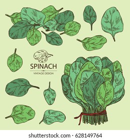 Collection of  spinach: leaves and bunch of spinach. Hand drawn.
