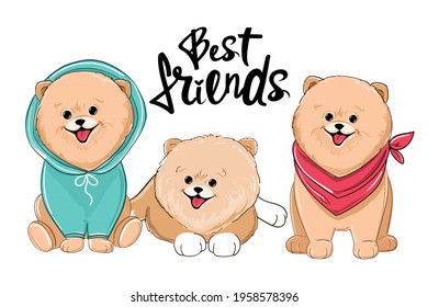 Collection of spitz dogs and inscription best friends. Vector illustration isolated t-shirt design for kids