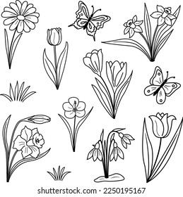 Collection of spring flowers and butterflies for coloring book. Vector illustration of daffodils, snowdrops, tulips, chamomile, sleep grass flowers and butterflies
