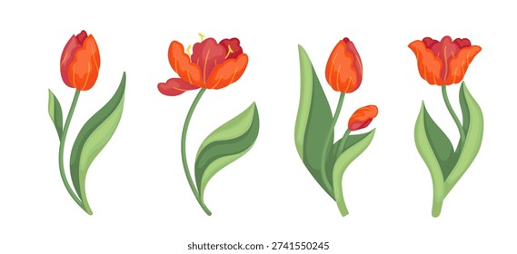 A collection of spring flowers: red tulips. Vector botanical elements.