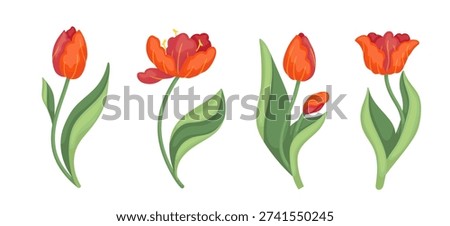 A collection of spring flowers: red tulips. Vector botanical elements.