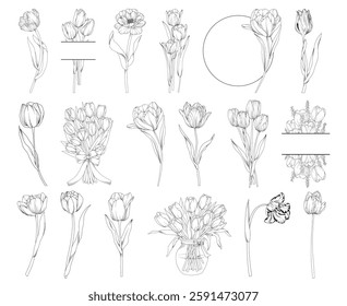 Collection of spring tulip flowers, bouquets and frames, botanical line drawing, vector floral line art illustration for wedding, logo, advertising, packaging