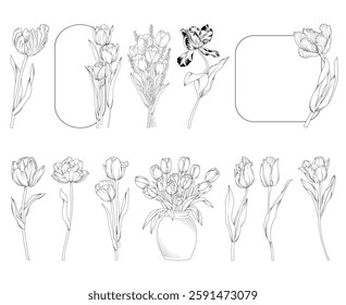 Collection of spring tulip flowers, bouquets and frames, botanical line drawing, vector floral line art illustration for wedding, logo, advertising, packaging