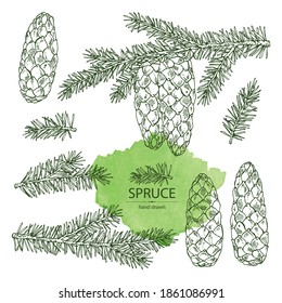 Collection of spruce: branch of spruce tree with cone. Vector hand drawn illustration.
