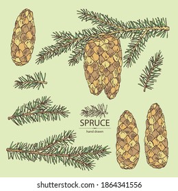 Collection of spruce: branch of spruce tree with cone. Vector hand drawn illustration.