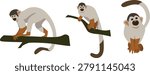 Collection of Squirrel Monkeys in different positions vector illustration