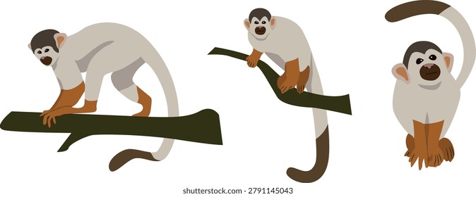 Collection of Squirrel Monkeys in different positions vector illustration