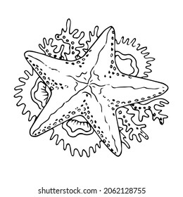 Collection of Starfish hand drawn on white background, cartoon vector illustration.