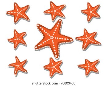 Collection of starfish isolated on white
