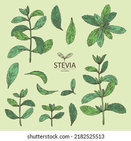 Collection of stevia: stevia plant and leaves. Stevia sugar. Stevia rebaudiana Bertoni. Vector hand drawn illustration.