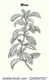 Collection of stevia: stevia plant and leaves. Stevia sugar. Stevia rebaudiana Bertoni. Vector hand drawn illustration.