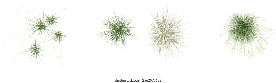 Collection of Stipa grass plants on transparent background from the top view