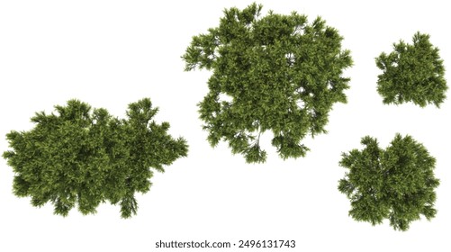 collection of Stone pine trees beautiful isolated on white background from top view