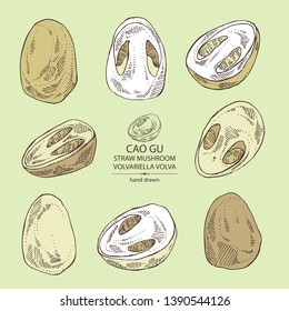 Collection of straw mushroom: Cao Gu mushroom and a bit of volvariella volvacea. Mushroom. Vector hand drawn illustration